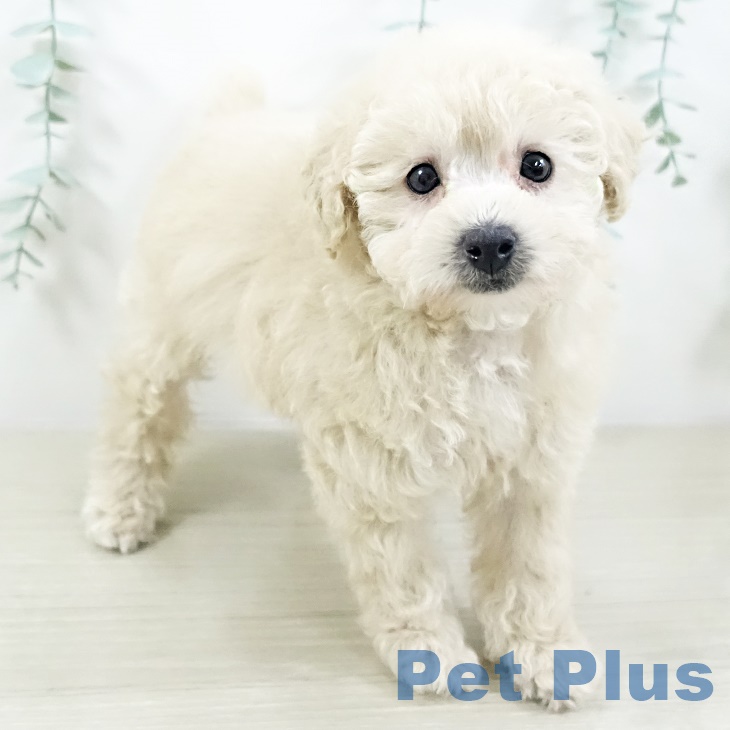 東京都のトイプードル(トイ) (ペットプラス むさし村山店/2025年8月28日生まれ/女の子/クリーム)の子犬の1枚目の画像