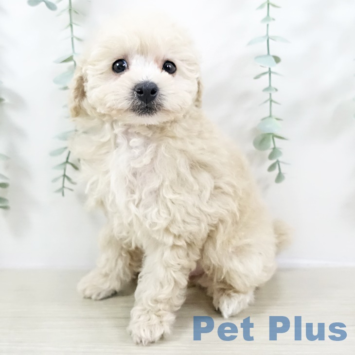 東京都のトイプードル(トイ) (ペットプラス むさし村山店/2025年8月28日生まれ/女の子/クリーム)の子犬の2枚目の画像