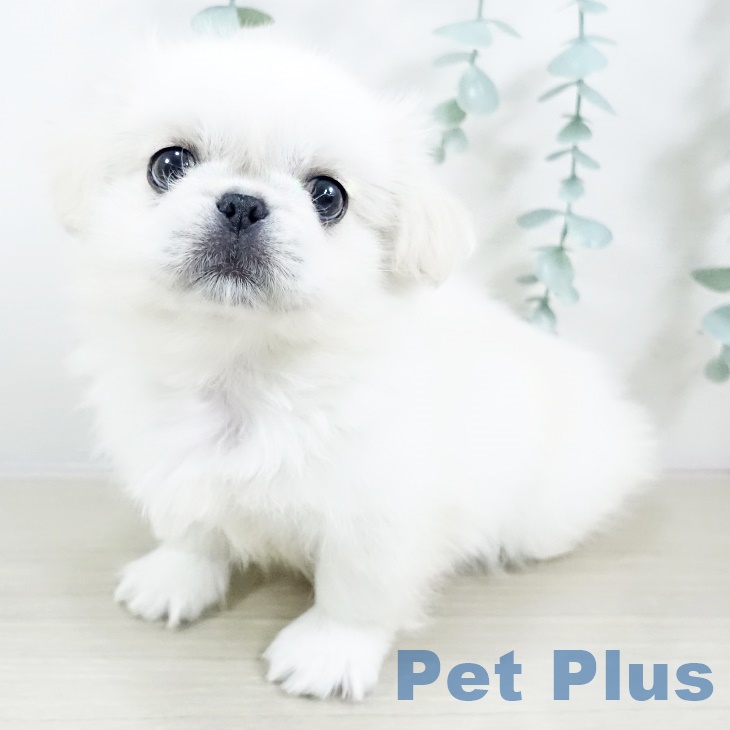 埼玉県のペキニーズ (ペットプラス 浦和美園店/2025年8月28日生まれ/男の子/クリーム)の子犬
