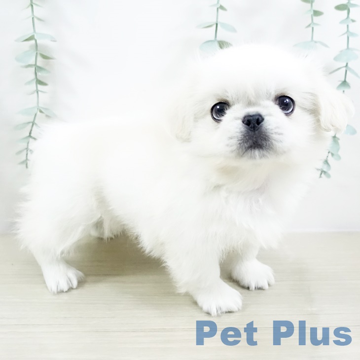 埼玉県のペキニーズ (ペットプラス 浦和美園店/2025年8月28日生まれ/男の子/クリーム)の子犬の2枚目の画像
