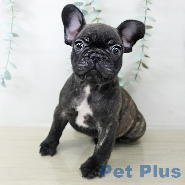 埼玉県のフレンチブルドッグ (ペットプラス ららぽーと富士見店/2025年8月29日生まれ/男の子/ブリンドル)の子犬