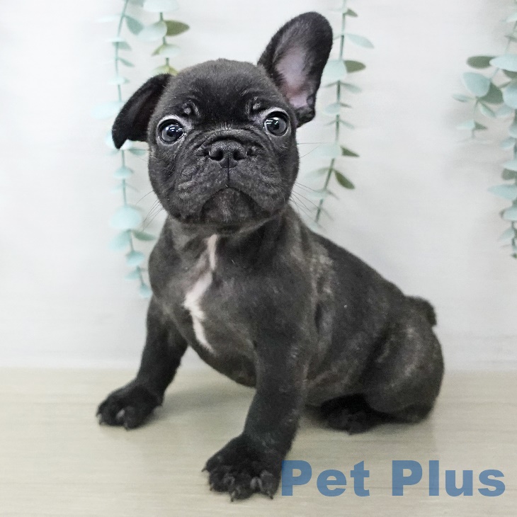 神奈川県のフレンチブルドッグ (ペットプラス 湘南平塚店/2025年8月29日生まれ/男の子/ブリンドル)の子犬の1枚目の画像