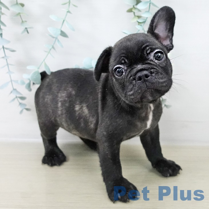 神奈川県のフレンチブルドッグ (ペットプラス 湘南平塚店/2025年8月29日生まれ/男の子/ブリンドル)の子犬の2枚目の画像
