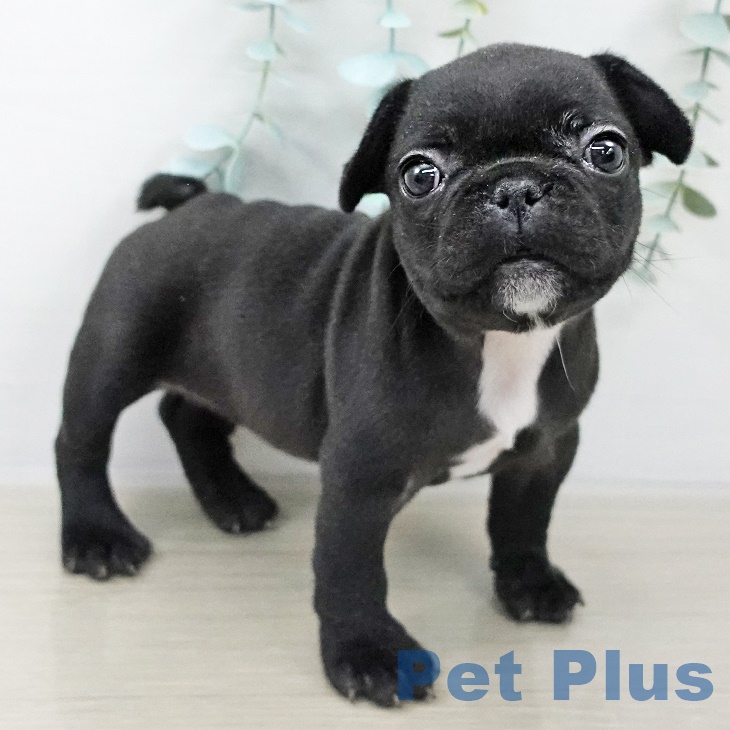 フレンチ・ブルドッグ