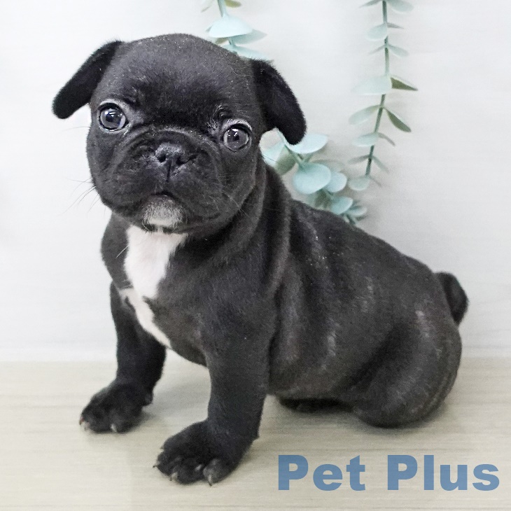 フレンチ・ブルドッグの写真2