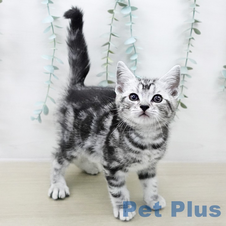 アメリカンショートヘアの写真2