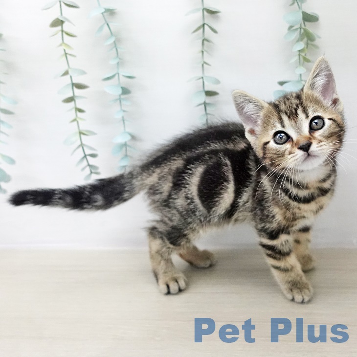 アメリカンショートヘア