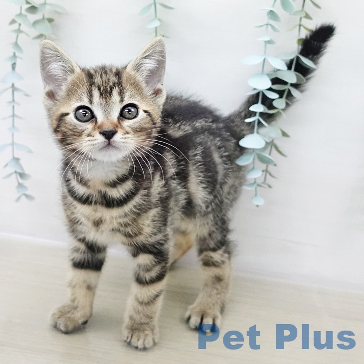 アメリカンショートヘアの写真2