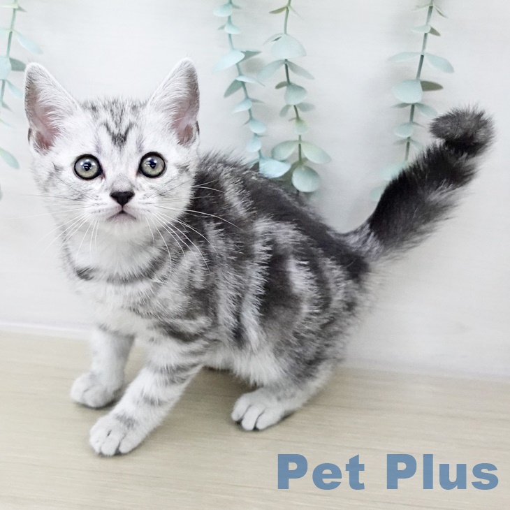 千葉県のアメリカンショートヘアー (ペットプラス コトエ流山おおたかの森店/2025年8月26日生まれ/女の子/シルバータビー)の子猫の1枚目の画像