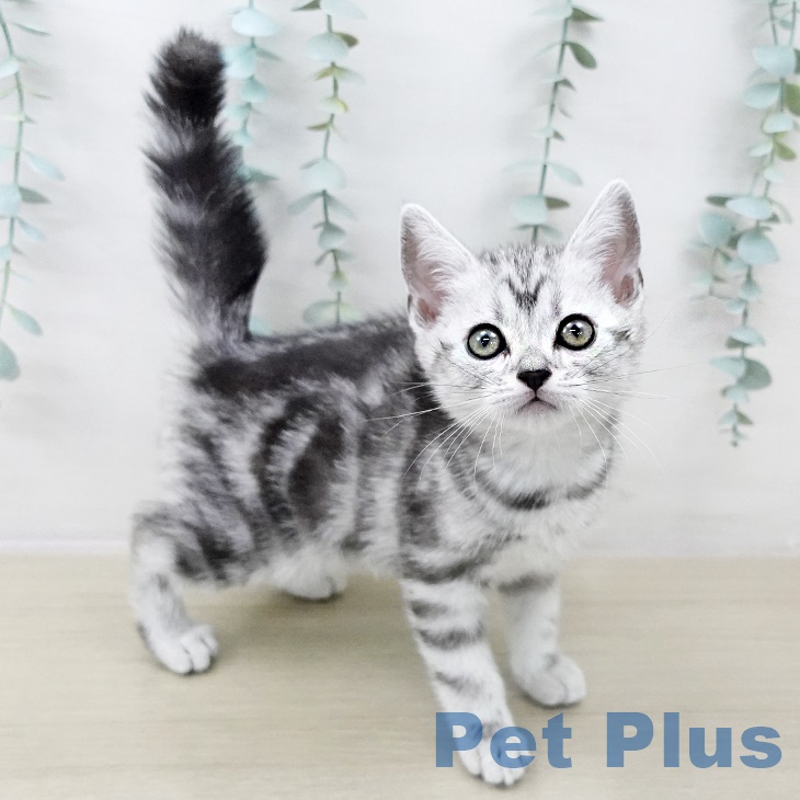 千葉県のアメリカンショートヘアー (ペットプラス コトエ流山おおたかの森店/2025年8月26日生まれ/女の子/シルバータビー)の子猫の2枚目の画像