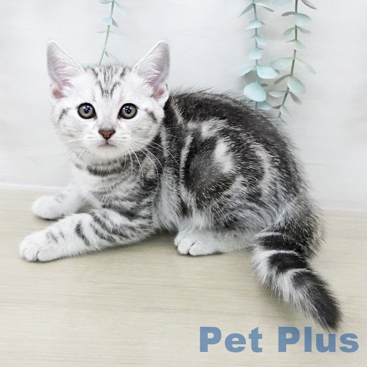 茨城県のアメリカンショートヘアー (ペットプラス つくば店/2025年8月26日生まれ/女の子/シルバータビー)の子猫の1枚目の画像