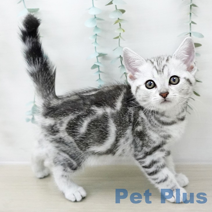 茨城県のアメリカンショートヘアー (ペットプラス つくば店/2025年8月26日生まれ/女の子/シルバータビー)の子猫の2枚目の画像