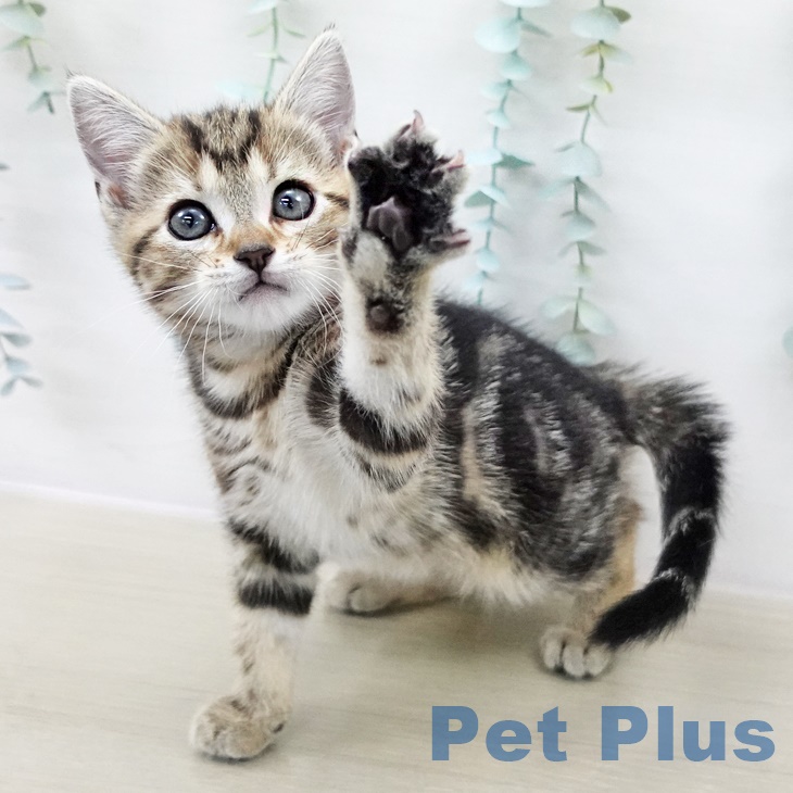 埼玉県のアメリカンショートヘアー (ペットプラス クレアモール川越店/2025年8月26日生まれ/女の子/ブラウンタビー)の子猫