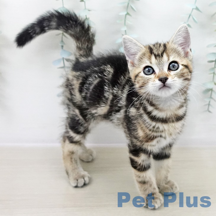 埼玉県のアメリカンショートヘアー (ペットプラス クレアモール川越店/2025年8月26日生まれ/女の子/ブラウンタビー)の子猫の2枚目の画像