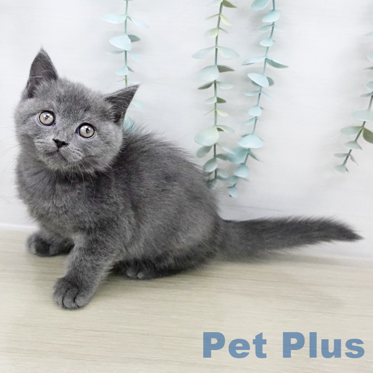 埼玉県のブリティッシュショートヘアー (ペットプラス ららぽーと富士見店/2025年8月29日生まれ/女の子/ブルー)の子猫
