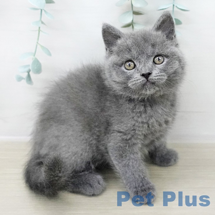 ブリティッシュショートヘア