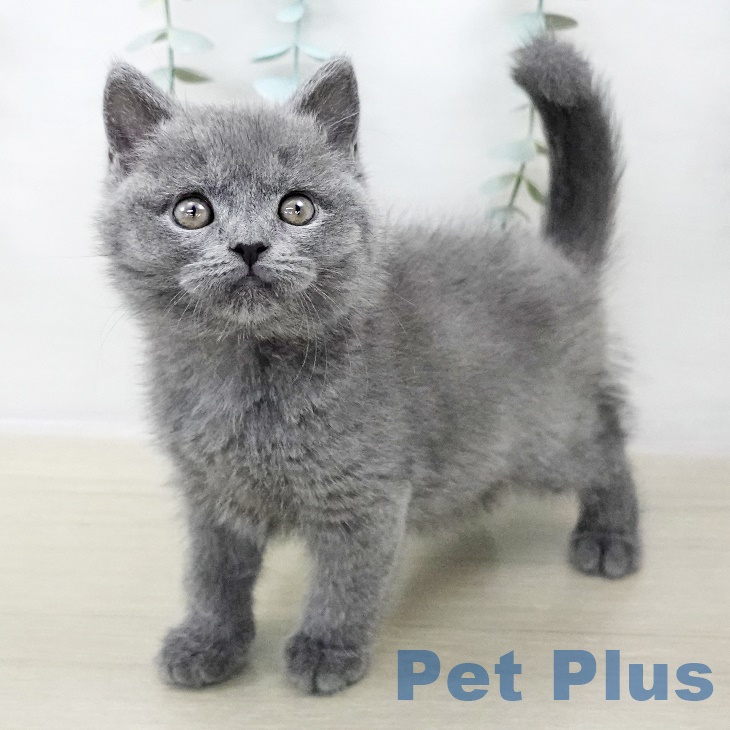 ブリティッシュショートヘアの写真2