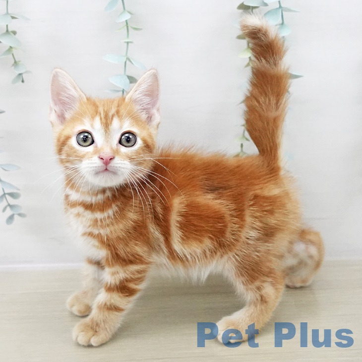 アメリカンショートヘア