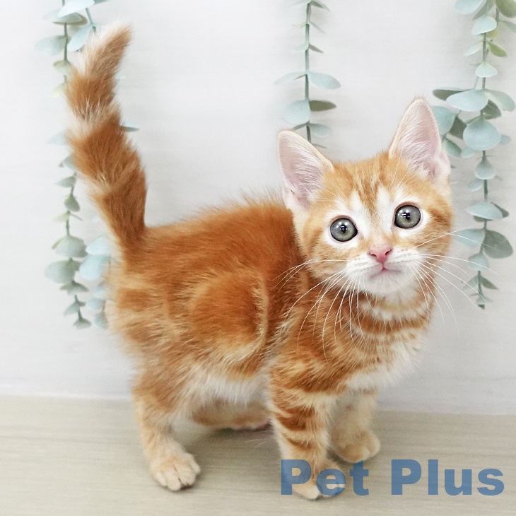 アメリカンショートヘアの写真2