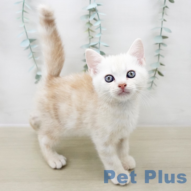 埼玉県のアメリカンショートヘアー (ペットプラス ららぽーと新三郷店/2025年8月28日生まれ/男の子/カメオタビー)の子猫