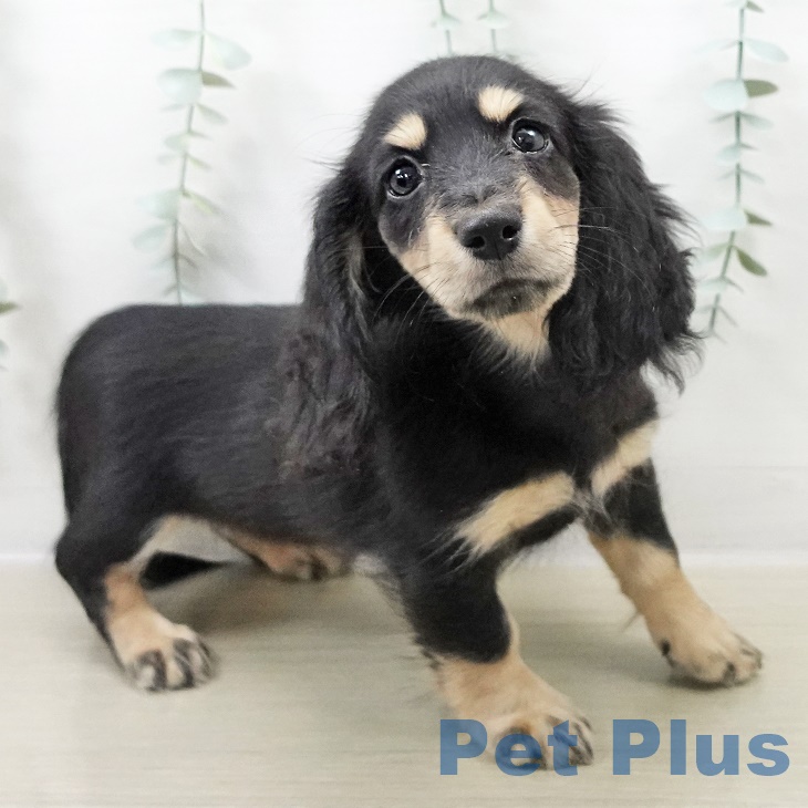 ミニチュア・ダックスフンド