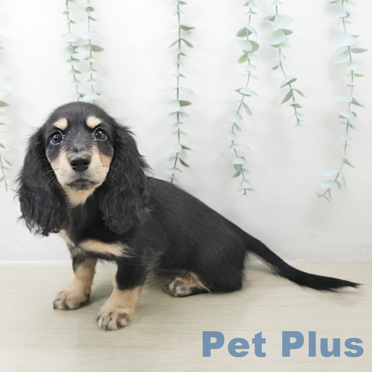 福島県のミニチュアダックスフンド(ロング) (ペットプラス 福島店/2025年8月28日生まれ/女の子/ブラックタン)の子犬の2枚目の画像