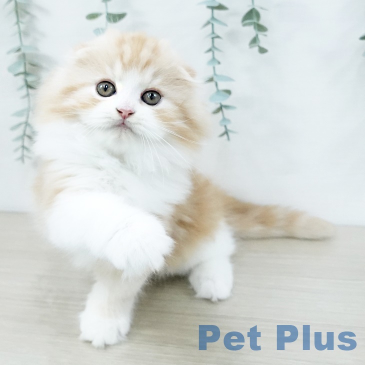 スコティッシュフォールド