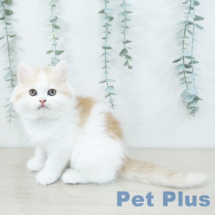 スコティッシュフォールド