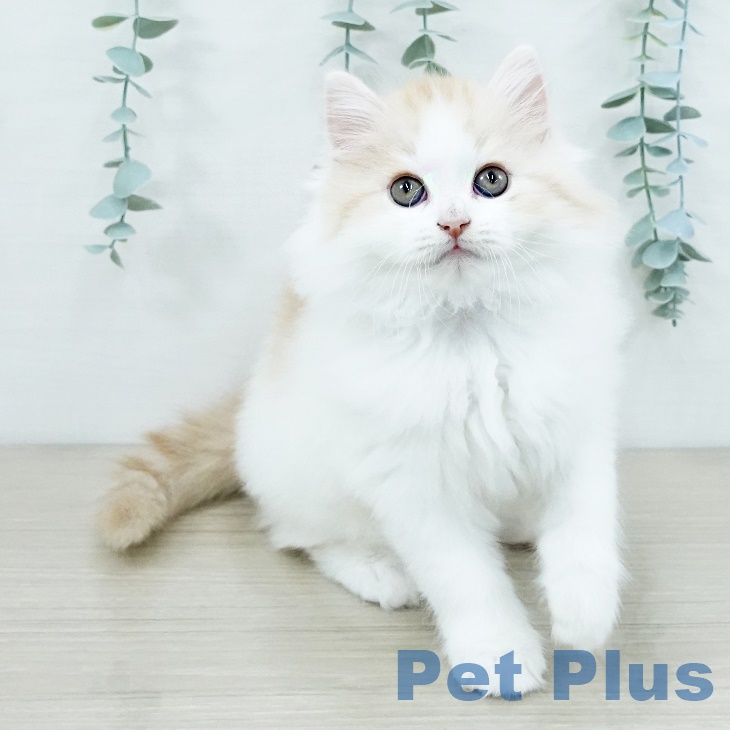 神奈川県のスコティッシュフォールド (ペットプラス 武蔵小杉店/2025年8月30日生まれ/男の子/レッドタビーホワイト)の子猫の1枚目の画像