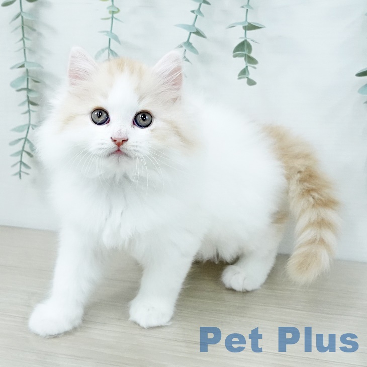 神奈川県のスコティッシュフォールド (ペットプラス 武蔵小杉店/2025年8月30日生まれ/男の子/レッドタビーホワイト)の子猫の2枚目の画像