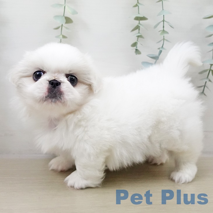 神奈川県のペキニーズ (ペットプラス ビアレ横浜店/2025年8月31日生まれ/男の子/クリーム)の子犬の1枚目の画像