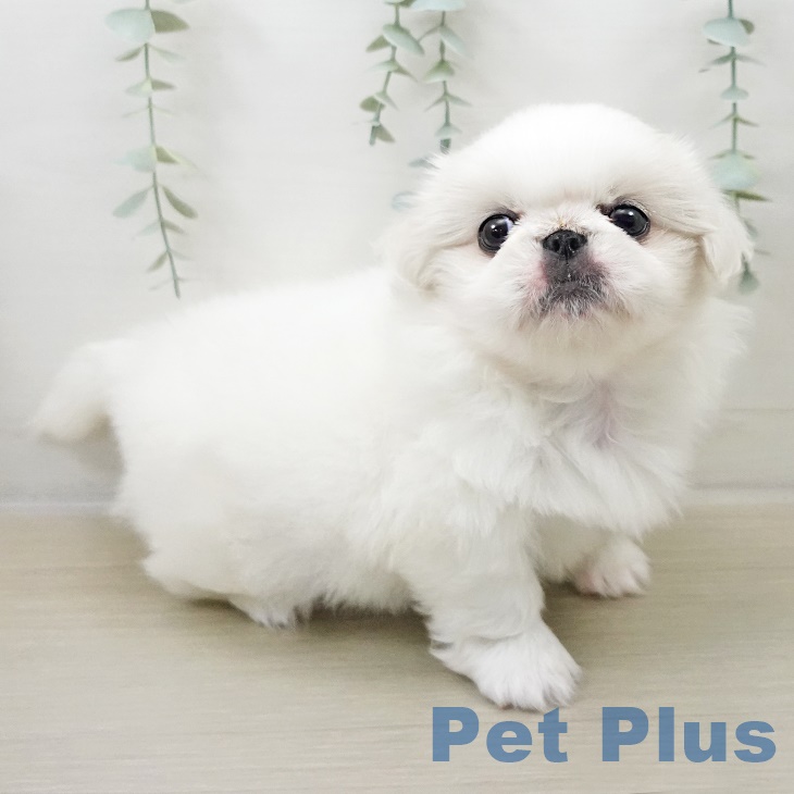 神奈川県のペキニーズ (ペットプラス ビアレ横浜店/2025年8月31日生まれ/男の子/クリーム)の子犬の2枚目の画像