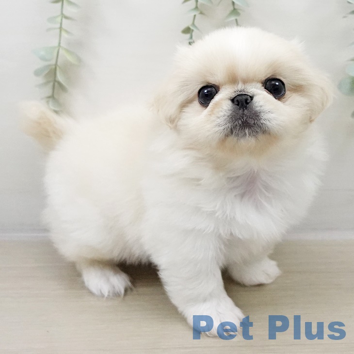 埼玉県のペキニーズ (ペットプラス ピオニウォーク東松山店/2025年8月31日生まれ/女の子/クリーム)の子犬