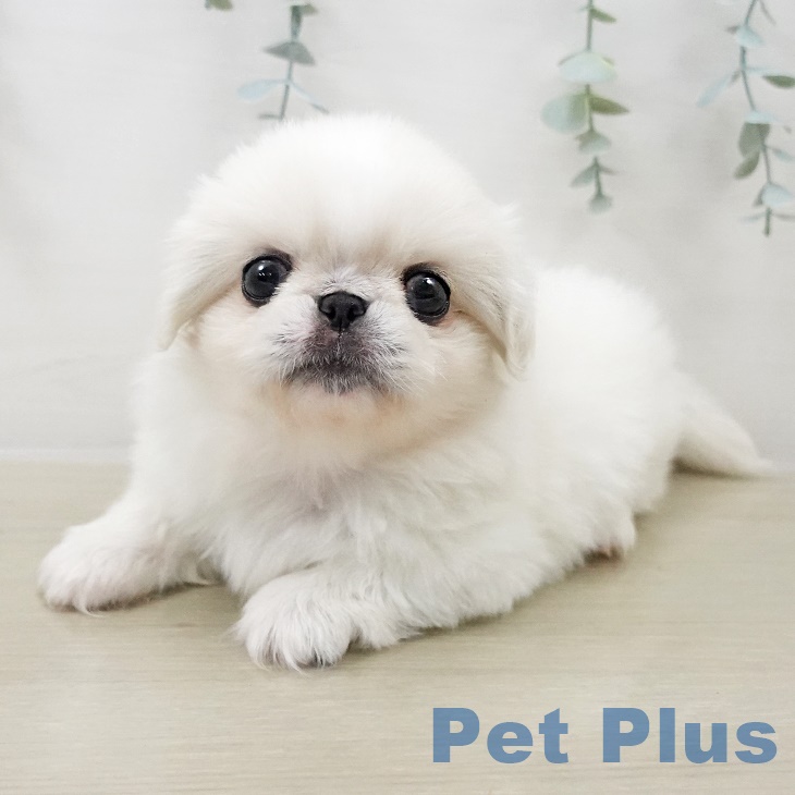 ペキニーズの写真2