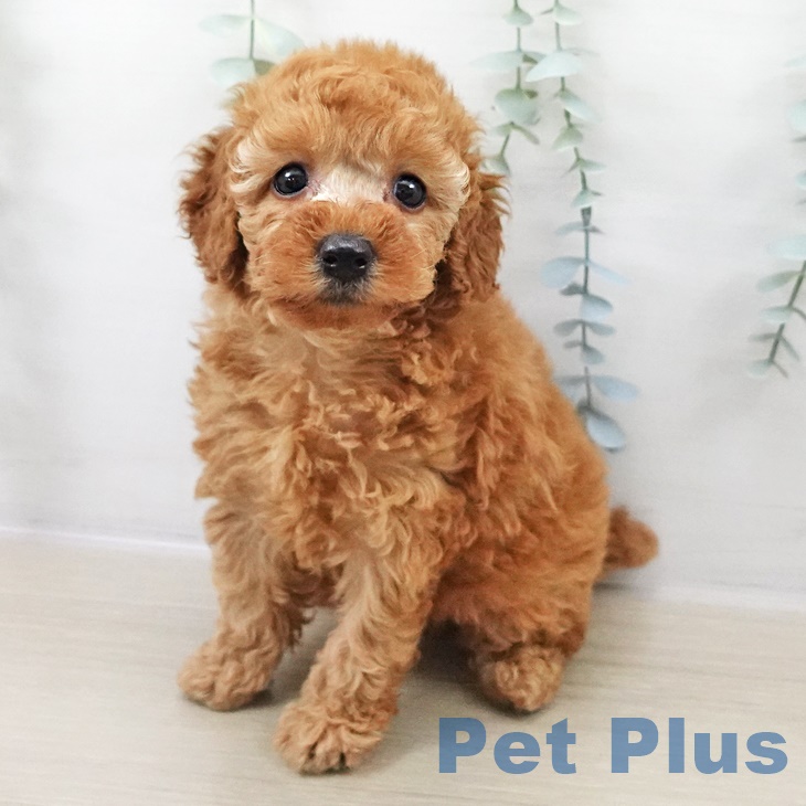 トイ・プードル