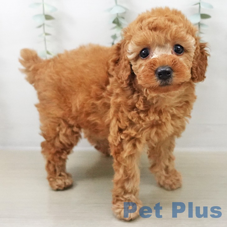 トイ・プードルの写真2