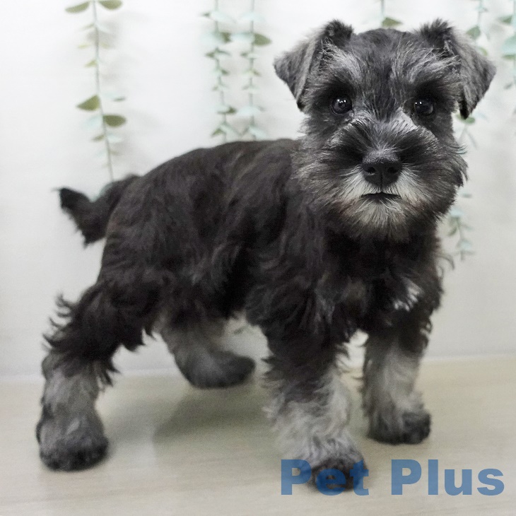 ミニチュア・シュナウザー