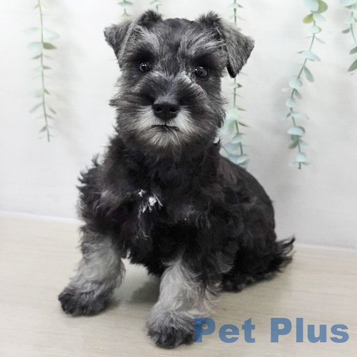 宮城県のミニチュアシュナウザー (ペットプラス 名取店/2025年8月29日生まれ/男の子/ソルトペッパー)の子犬の2枚目の画像