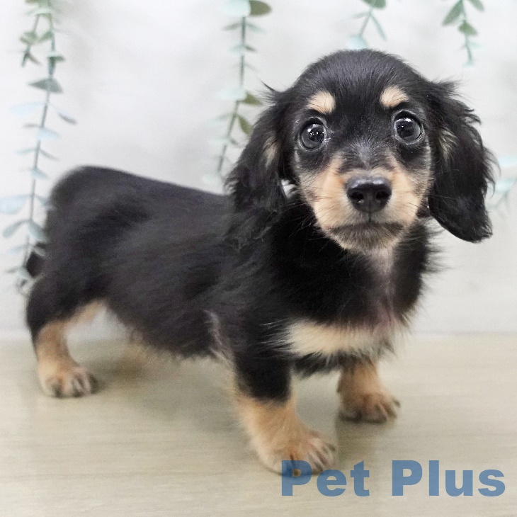 神奈川県のカニンヘンダックスフンド(ロング) (ペットプラス テラスモール湘南店/2025年8月29日生まれ/男の子/ブラックイエロー)の子犬の1枚目の画像