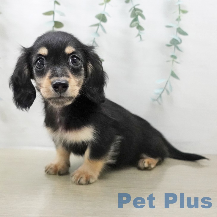 神奈川県のカニンヘンダックスフンド(ロング) (ペットプラス テラスモール湘南店/2025年8月29日生まれ/男の子/ブラックイエロー)の子犬の2枚目の画像