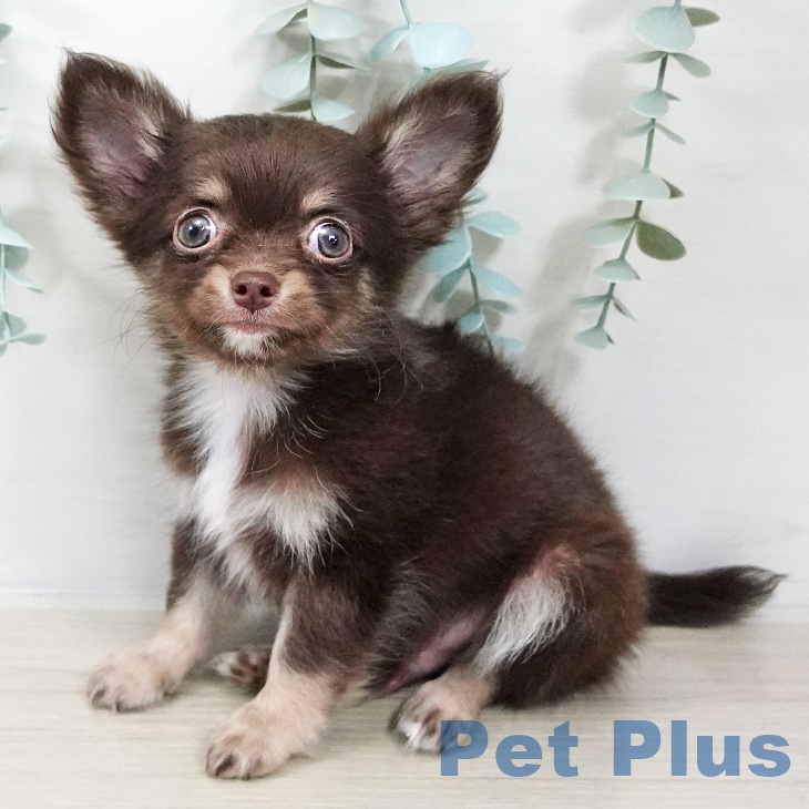 東京都のチワワ(ロング) (ペットプラス 板橋店/2025年9月2日生まれ/男の子/チョコレートタン)の子犬