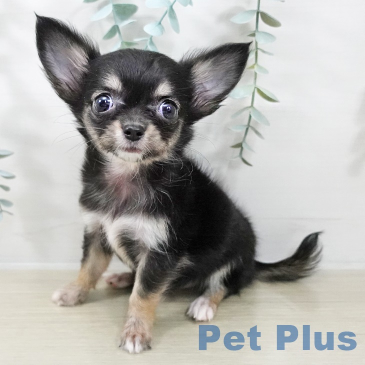 千葉県のチワワ(ロング) (ペットプラス 船橋店/2025年9月2日生まれ/女の子/ブラックタン)の子犬の1枚目の画像