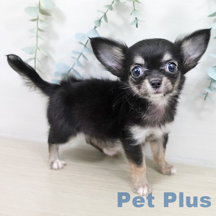 千葉県のチワワ(ロング) (ペットプラス 船橋店/2025年9月2日生まれ/女の子/ブラックタン)の子犬の2枚目の画像