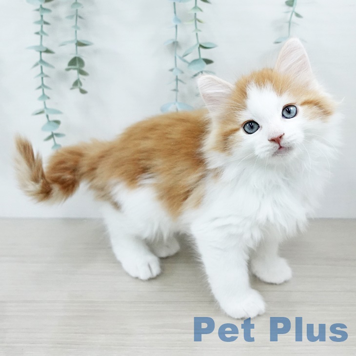 茨城県のノルウェージャンフォレストキャット (ペットプラス つくば店/2025年9月2日生まれ/男の子/レッドタビーホワイト)の子猫の2枚目の画像