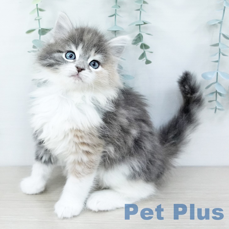 ノルウェージャンフォレストキャット