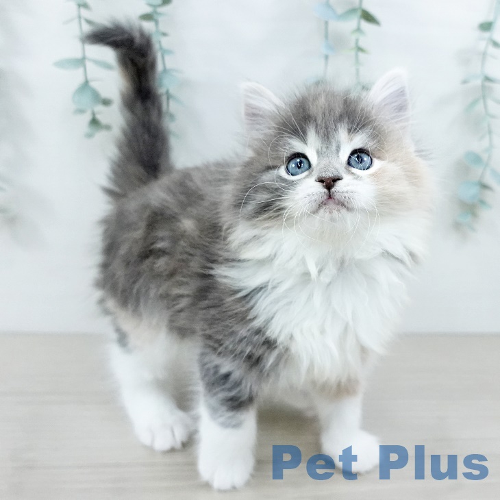 ノルウェージャンフォレストキャットの写真2