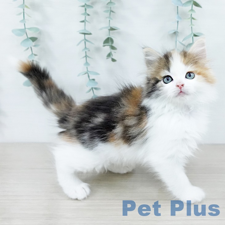 ノルウェージャンフォレストキャット