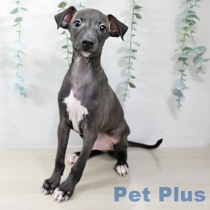 イタリアン・グレーハウンド