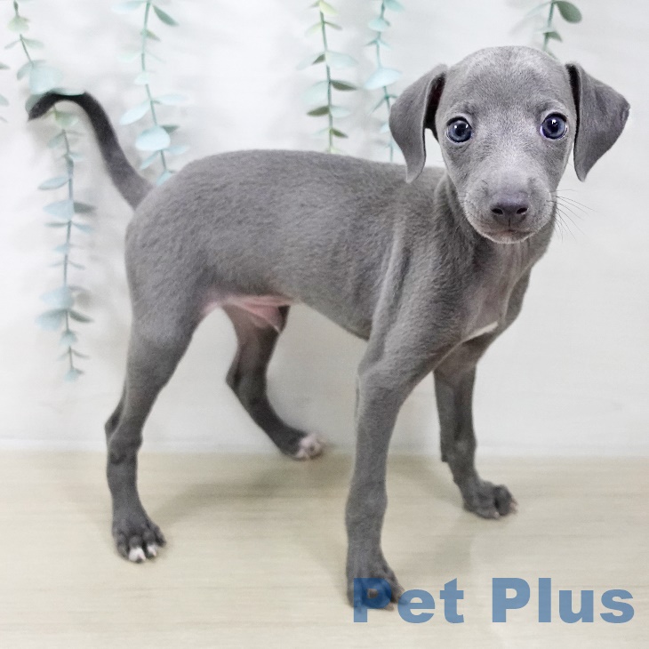 イタリアン・グレーハウンド