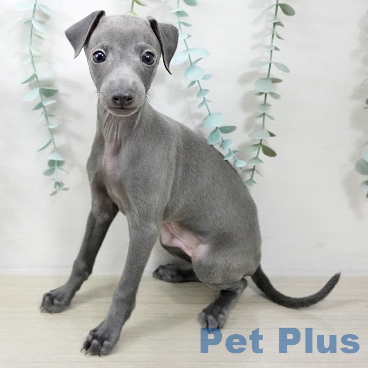 イタリアン・グレーハウンド